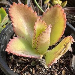 Succulents Plants 4”pot 