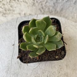 2 Inch Pot Succulent Plant - Echeveria Agavoides - Molded Wax - Rooted & Established - Drought Resistant 🪴 Baby Bridal Shower Favors 