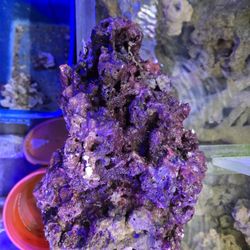 Saltwater Aquarium Rock