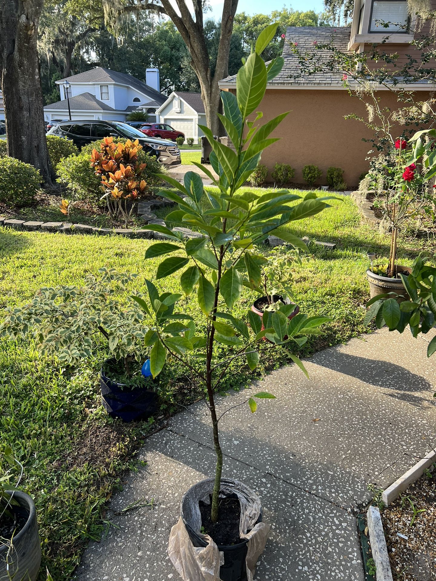 Jackfruit Tree