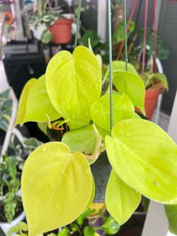 Neon Lemon Lime Philodendron