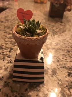 Special event fresh succulent favors ! Baby showers, weddings, bridal showers...and more