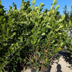 Clusias About 6 Feet Tall Instant Privacy Hedge For Fence 