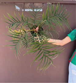 6” xxl philodendron Tortum