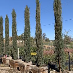 Italian Cypress 24” Box 