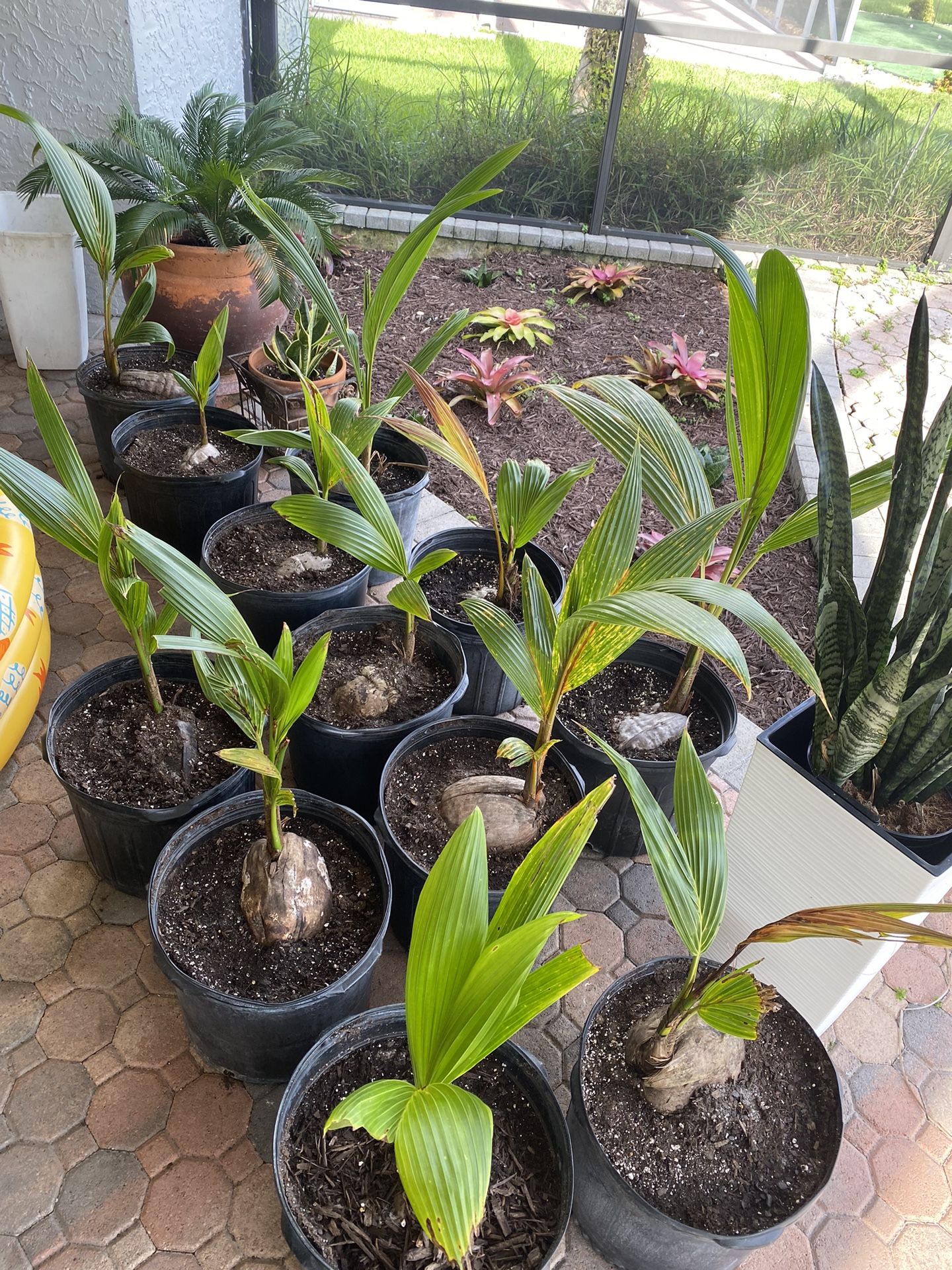 Green and Gold Malayan Dwarf Coconut Palm Trees