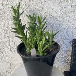 1.5 Gallon Pot Succulent Aloe Plant - Aloe Juvena Tiger Tooth - Rooted & Established - Drought Resistant - 🪴