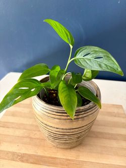Monstera Adansonii Swiss Cheese Plant in Wooden Pot