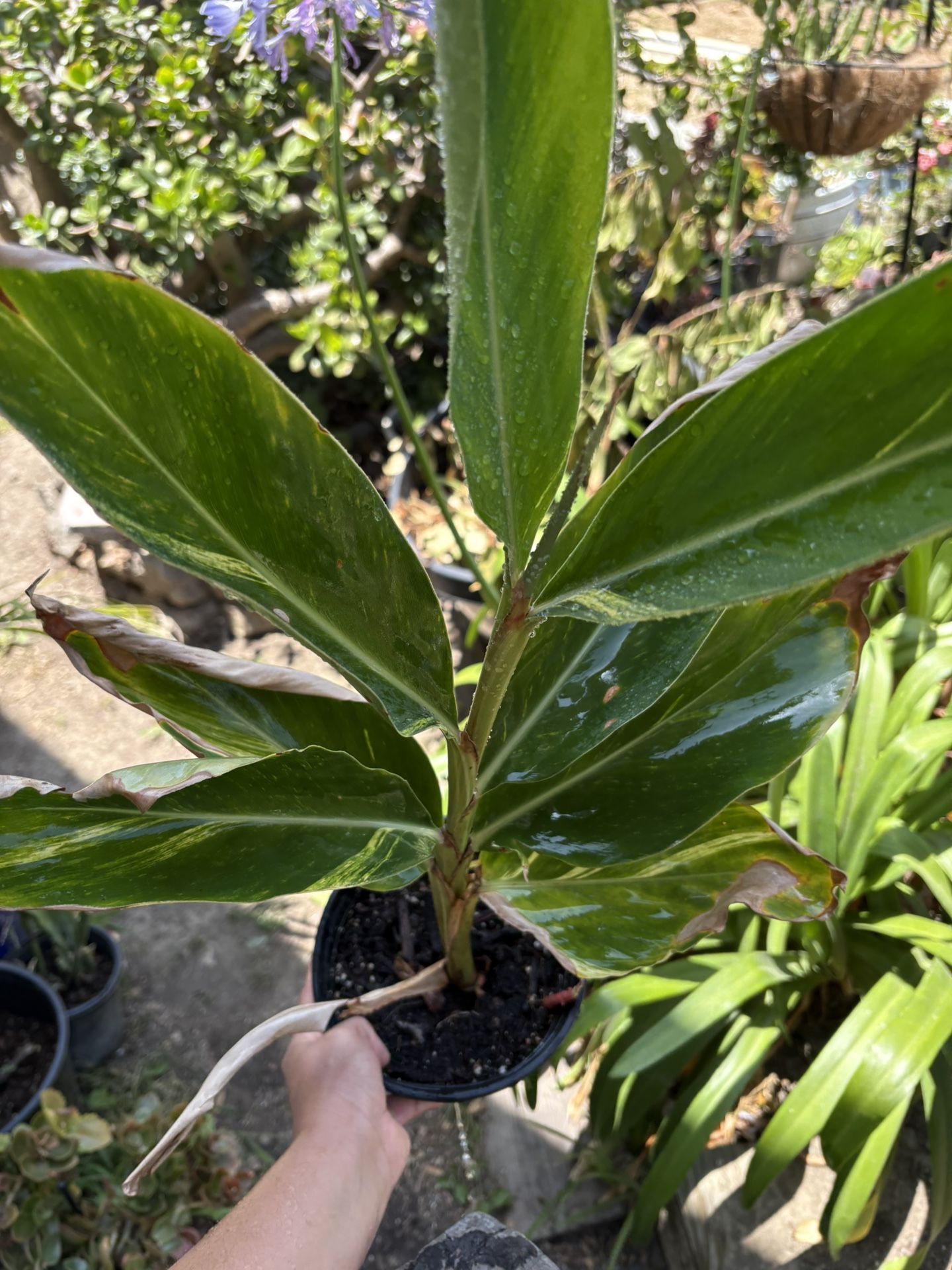 Variegated ginger