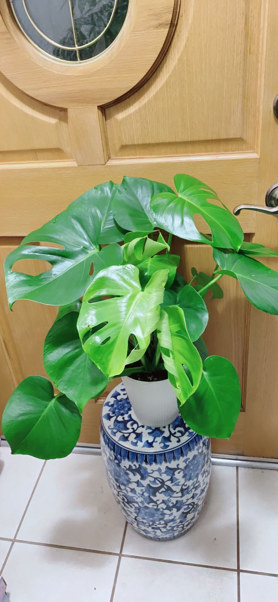 Monstera Deliciosa Plants
