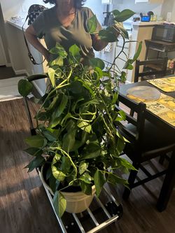 Plant for sale