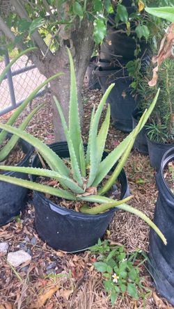 Plantas