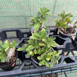 Crown Of Thorn Plant - Live plant 