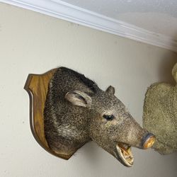 Javelina Shoulder Mount Taxidermy