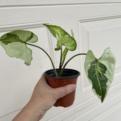Beautiful 3 Kings Syngonium Plant