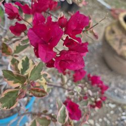 Buganvilia Bonsai $45