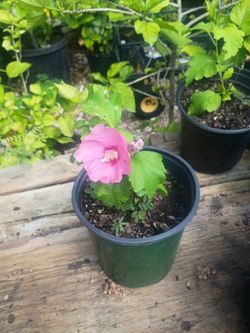 Rose of Sharon