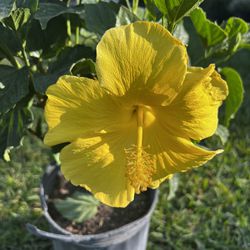 HIBISCUS (10” Pot Size) Attractive Flower, Bold & Beautiful 