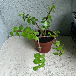 Portulacaria  Afra  Plant 
