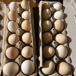 Huevos Organicos
