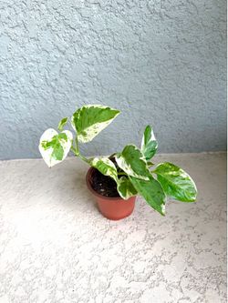 Pothos  pearls and  Jade  plant