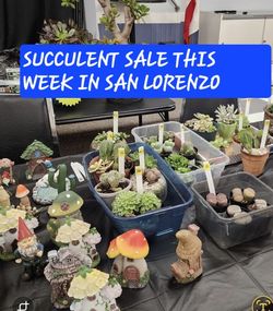 PLANT SALE THIS WEEK IN SAN LORENZO  PLEASE CONTACT ME