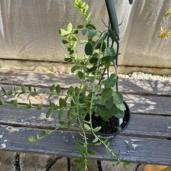 Hoya cumingiana In 6 Inch Pot With Starting Flowers 