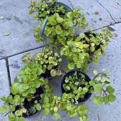 Swedish Ivy Plants (See Description)