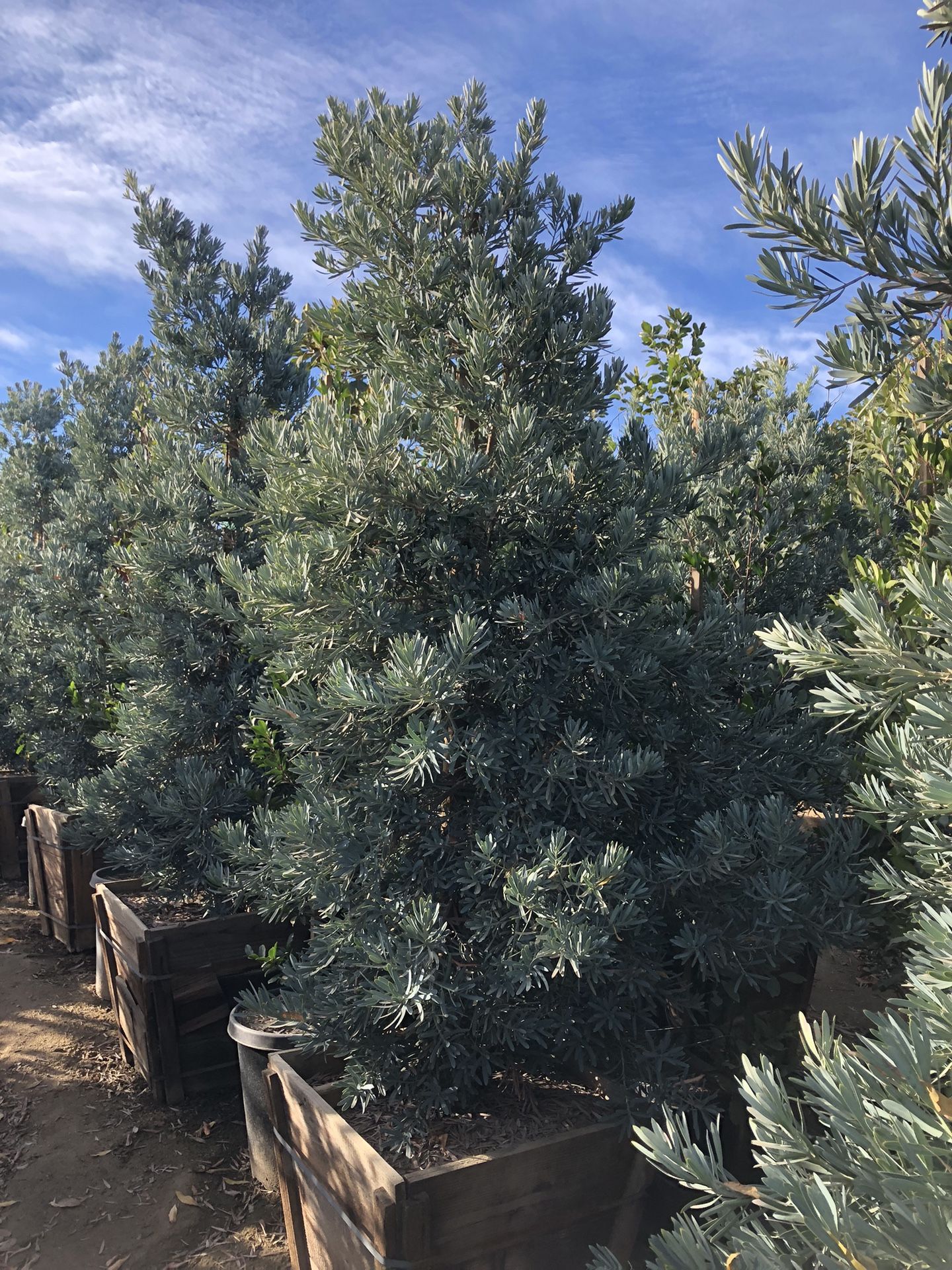 Icee Blue Podocarpus , Yellow-Wood Podocarps elongatus ‘Monmal’, Hedge And Privacy 24” Box