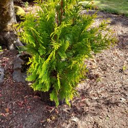 Evergreen Conifer Shrubs In Container Pots