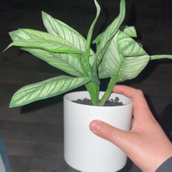 Fake Plant