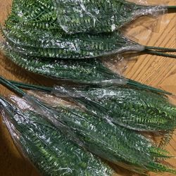 Plants, Plantas, Fren