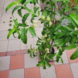 4ft White Peach Tree With Fruit 