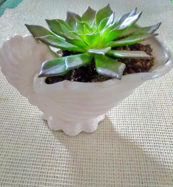 Nautical / Coastal Shell Planter & Live Plant