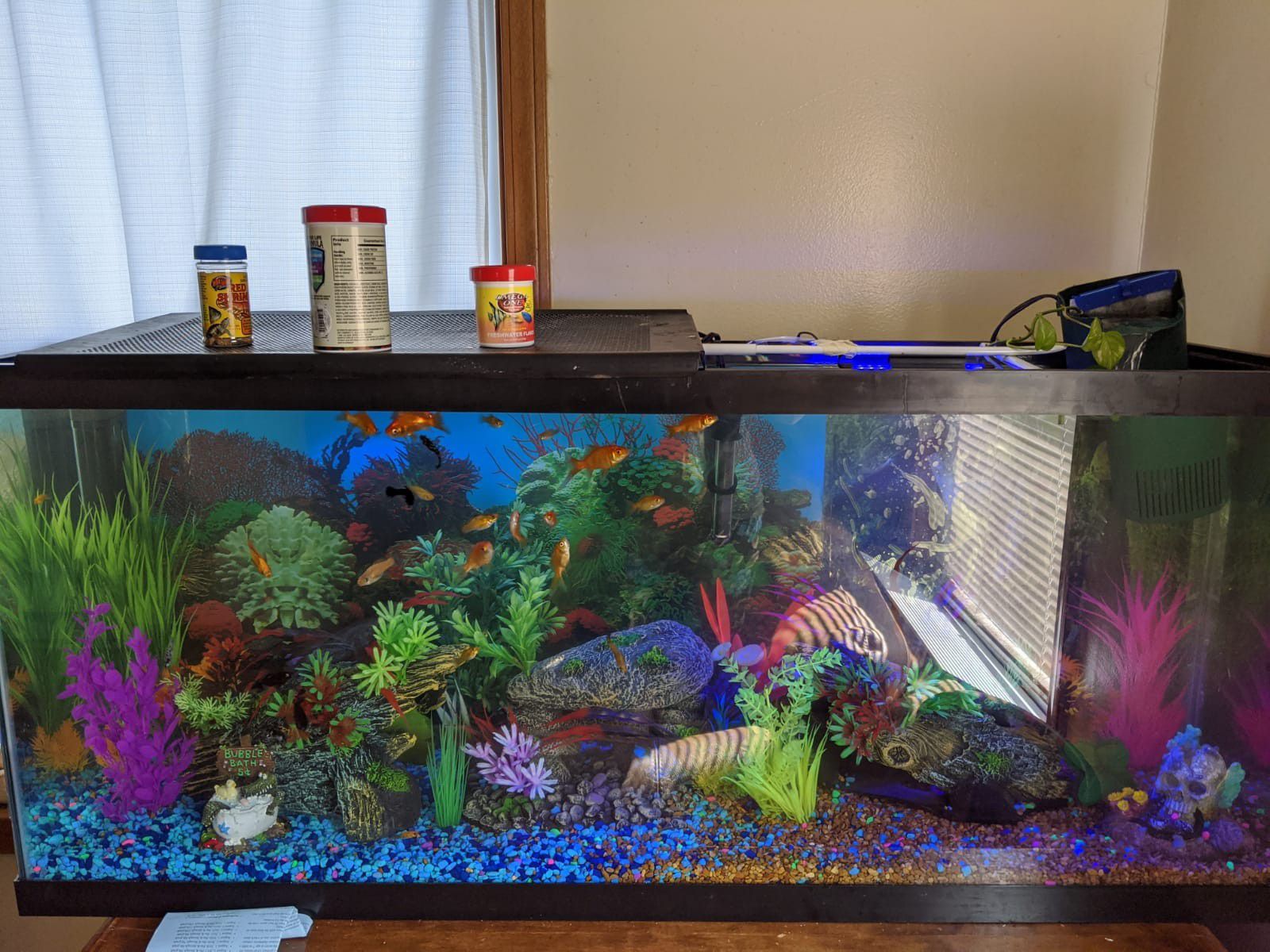 55 gallon fish tank everything included