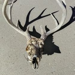 Deer Head