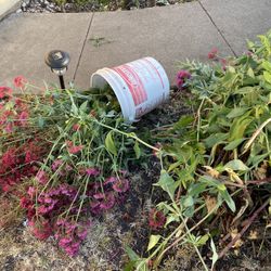 Plants  Make Me Offer 