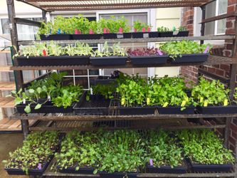 VEGETABLE PLANTS ORGANICALLY GROWN