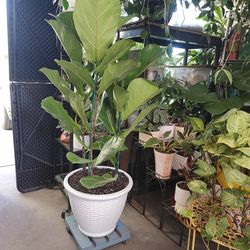 Fiddle Leaf Tree