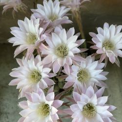Cactus Rosa