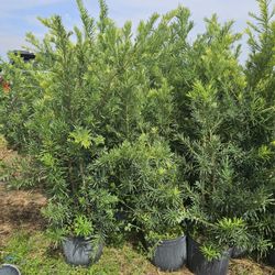 Best podocarpus Only $19