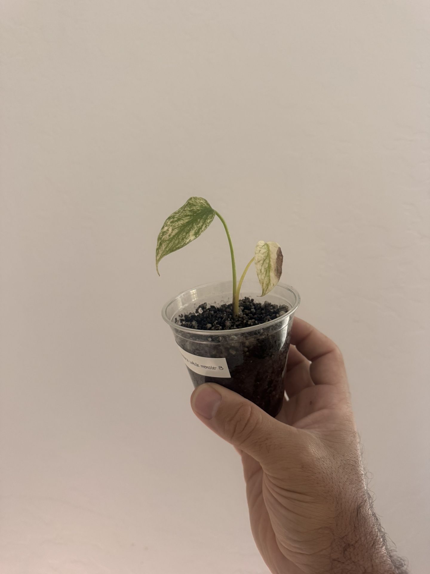 Monstera White Monster