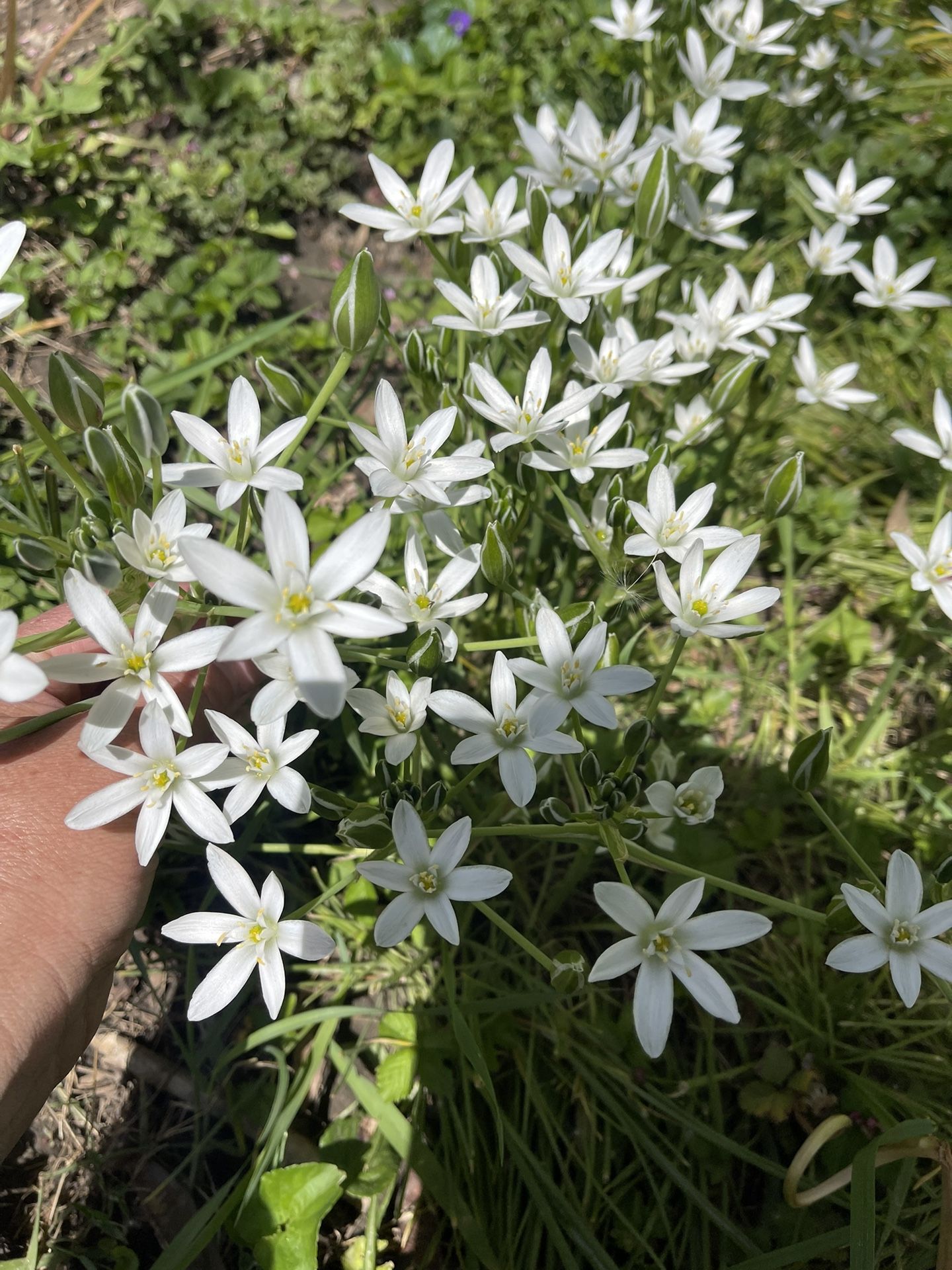 Flores