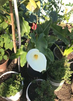 dos plantas de alcatraz $10 cada una