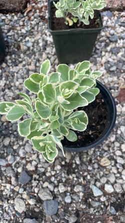 Variegated sedum