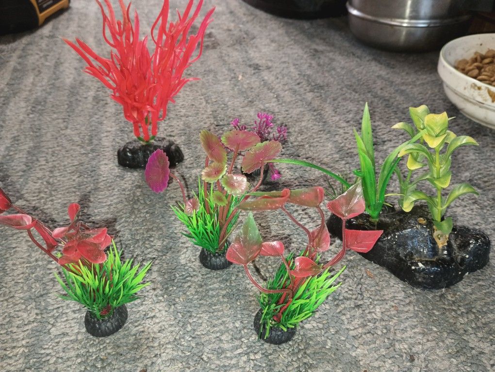 Fish Tank Plants For Sale.