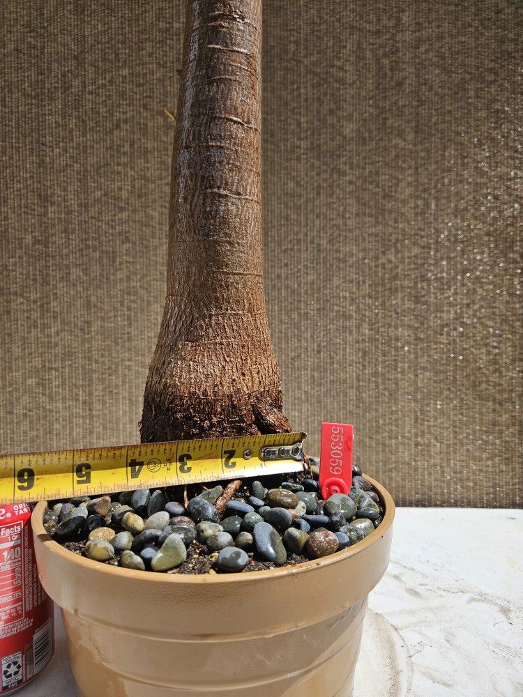 Old Brachychiton Populneus Bottle Bonsai Tree - www.disolcolor.com