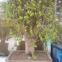 100+ year old jade plant