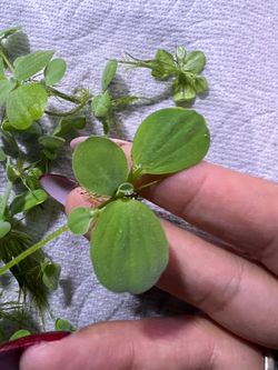 Water lettuce ( for freshwater fishtank or pond)