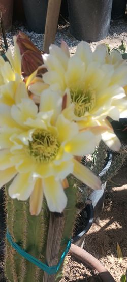 Cactus plant.